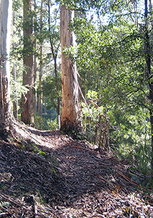 Nature Trail