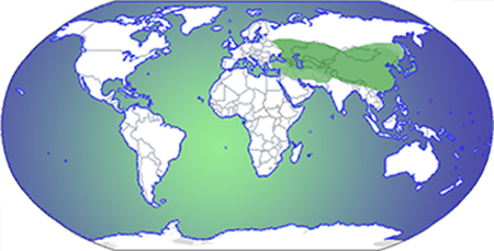 Asia & Himalayas on a map of the world