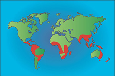 Cyathia distribution