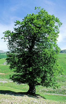 northern beech