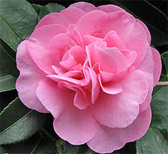 camellia flower