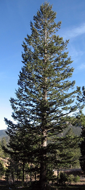 douglas fir