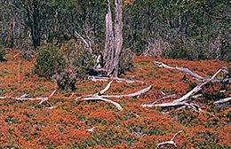 alpine pouched fern