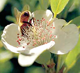 leatherwood flower