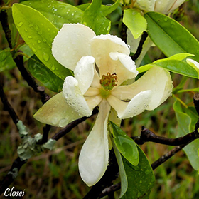 Magnolia virginiana