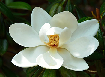 magnolia