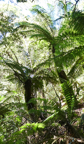 soft tree fern