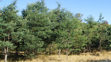 A dense planting of acacia species