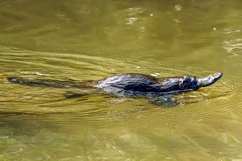 Platypus