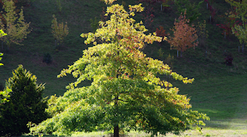 A solitary north American tree glowing with the sunlight from behind.