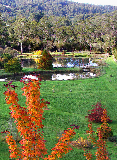 A view of Founders Lake from Western Hill with North American maples in full autumn colour in the foreground.