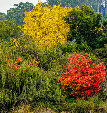 picture of trees with some showing autumn colours