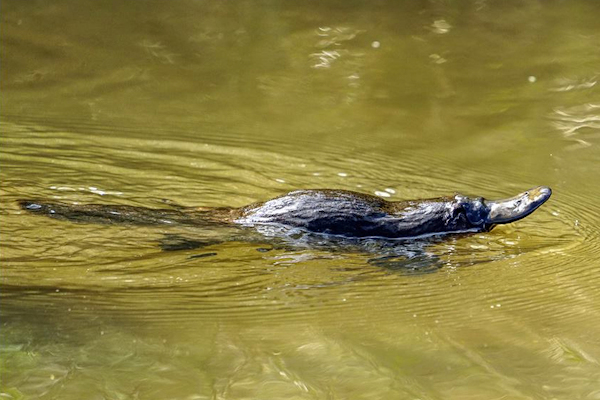 a wild platypus swimming across the surface of founders lake