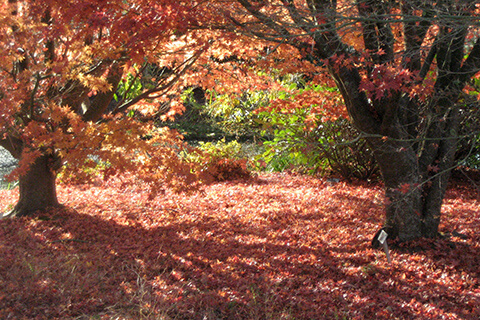 Two Japanese Maples by the Arboretum car park in autumn with the ground covered with red leaves.