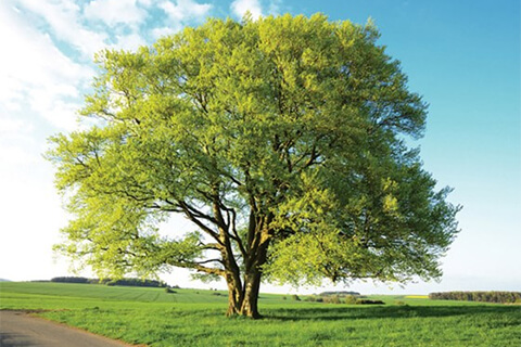 A mature beech tree stands in the centre of an open green space.