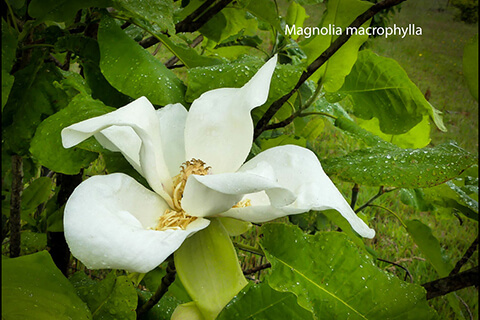 A close-up of a Magnolia macrophylla flower.