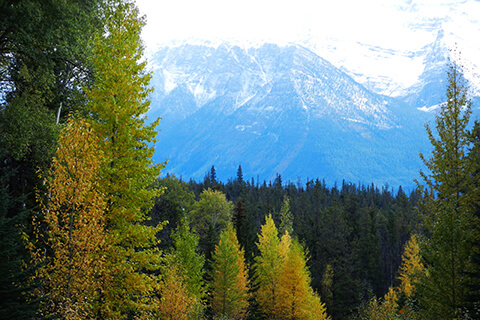 Autumn Colours by the Icefield Parkway A, Rocky Mountains, Canada.