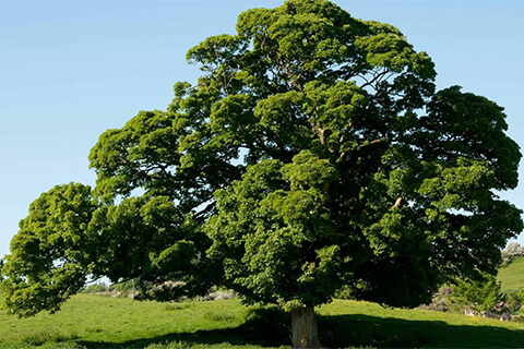 A large, solitary Quercus robur stands on a green sward.
