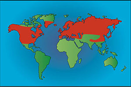 distribution