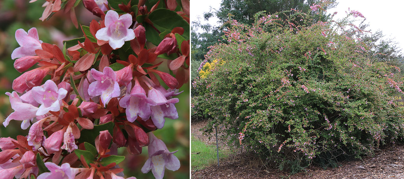 The Tasmanian Arboretum | Our plants