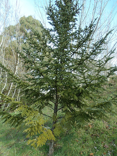 The Tasmanian Arboretum | Our plants