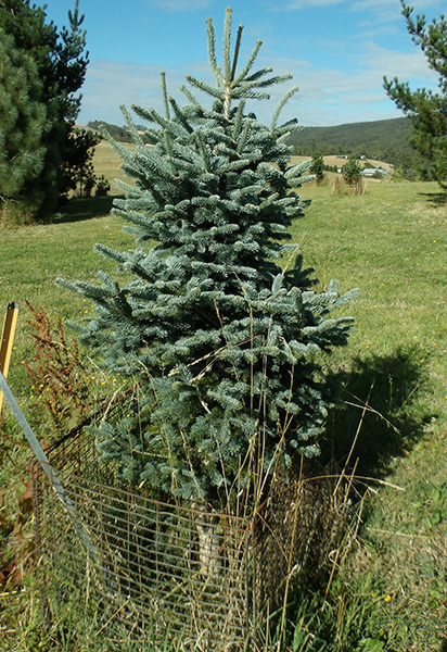Isab Tree The Tasmanian Arboretum | Our plants