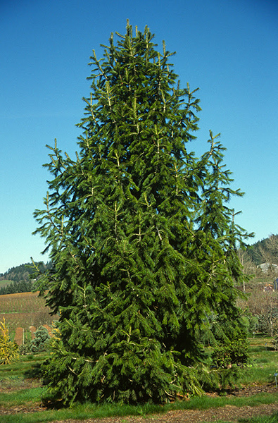 The Tasmanian Arboretum | Our plants