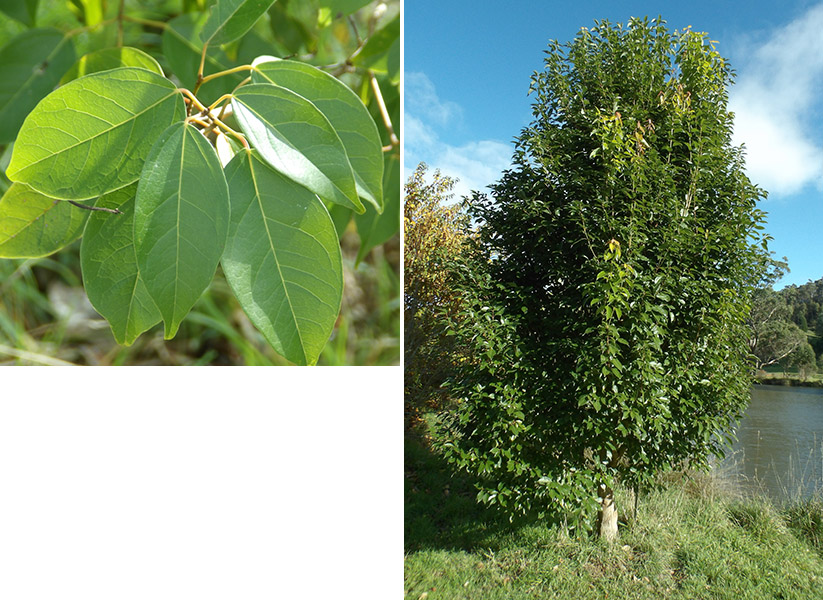 The Tasmanian Arboretum | Our plants