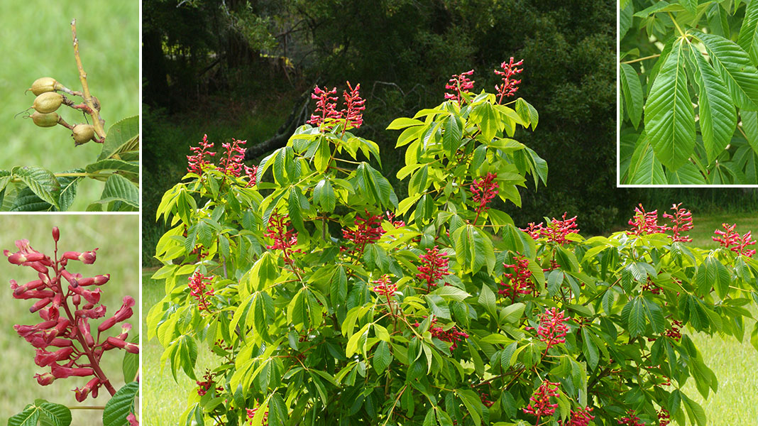 The Tasmanian Arboretum | Our plants