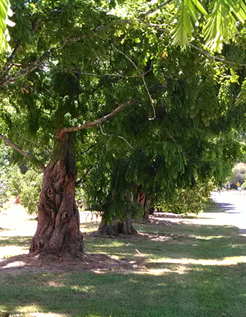 Dawn Redwoods lin the entrance avenue