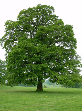 A solitary mature English Oak