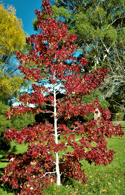 A solitary Liqidambar in full autumn colour