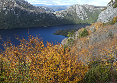 A swathe of Tanglefoot is yellow autumn splendour above Dove Lake, Cradle Mountain