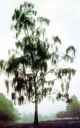 A solitary silver birch in a misty space