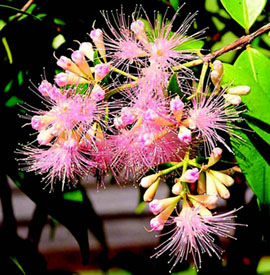 lillypilly in flower