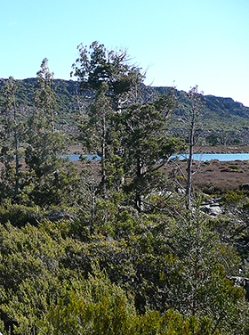 montane moorland by a lake