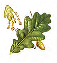 Fagus sylvatica