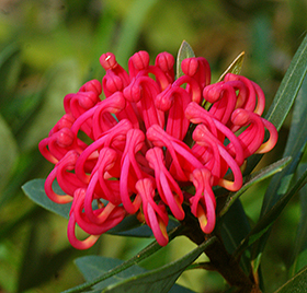 A waratah flower