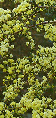 wattle flowering