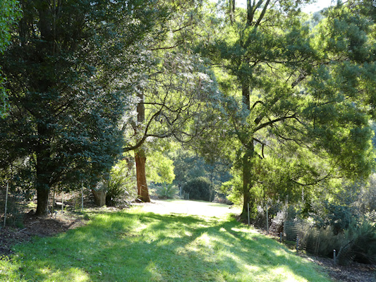 Mature trees glowing with the sun behind them